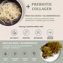 Load image into Gallery viewer, HAPPY FOX Irish Sea Moss Capsules with Burdock Root & Bladderwrack - Alternative to Seamoss Gummies or Powder, 90 Vegan Capsules, Made in USA