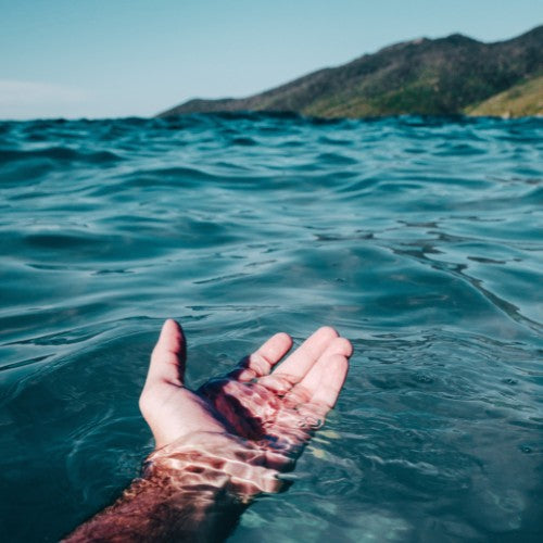 Sea Moss—A Sustainable Source for Omega-3 Fatty Acids