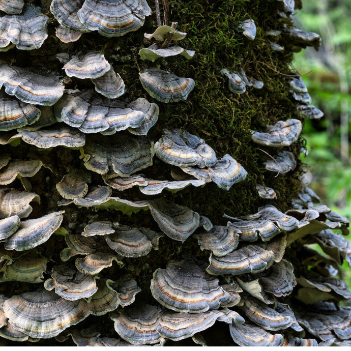 How Can Mushrooms Benefit Your Mental Health?